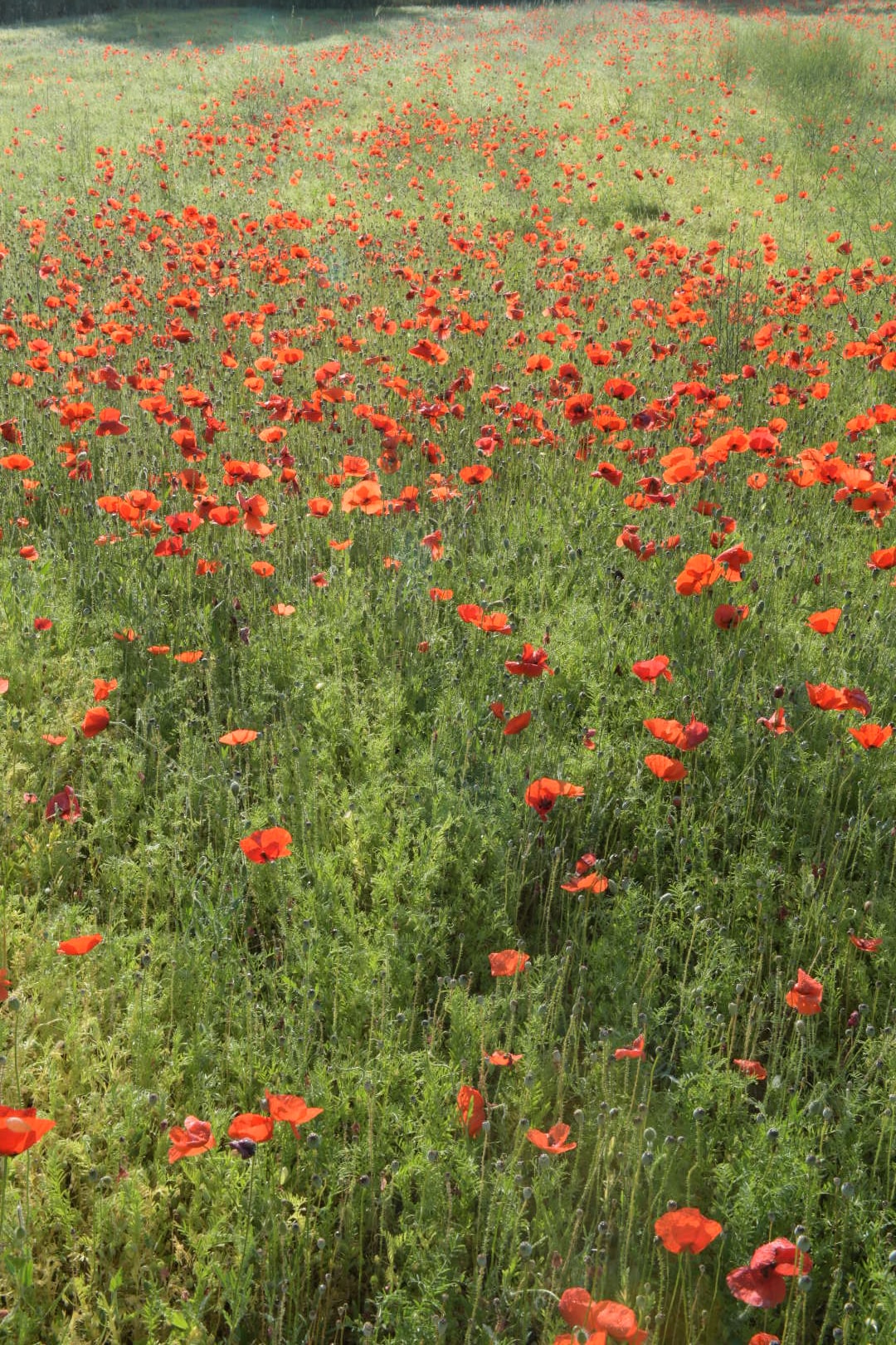 A fiel with red poppies flower